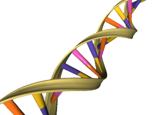 DNA_Double_Helix