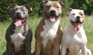 pitbull