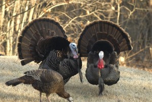 turkeys