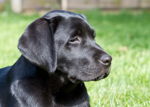 Black Lab