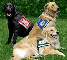 service dog