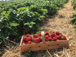 Strawberry Plant Strawberries Straw Berries