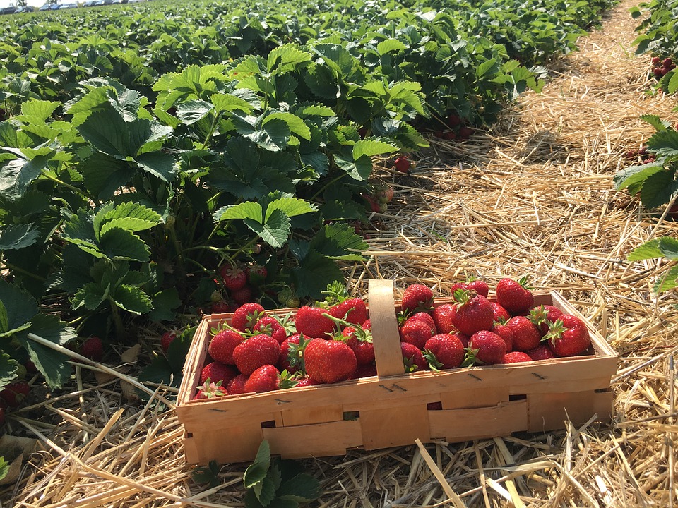 Strawberry Plant Strawberries Straw Berries