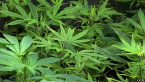 marijuana+mgn5